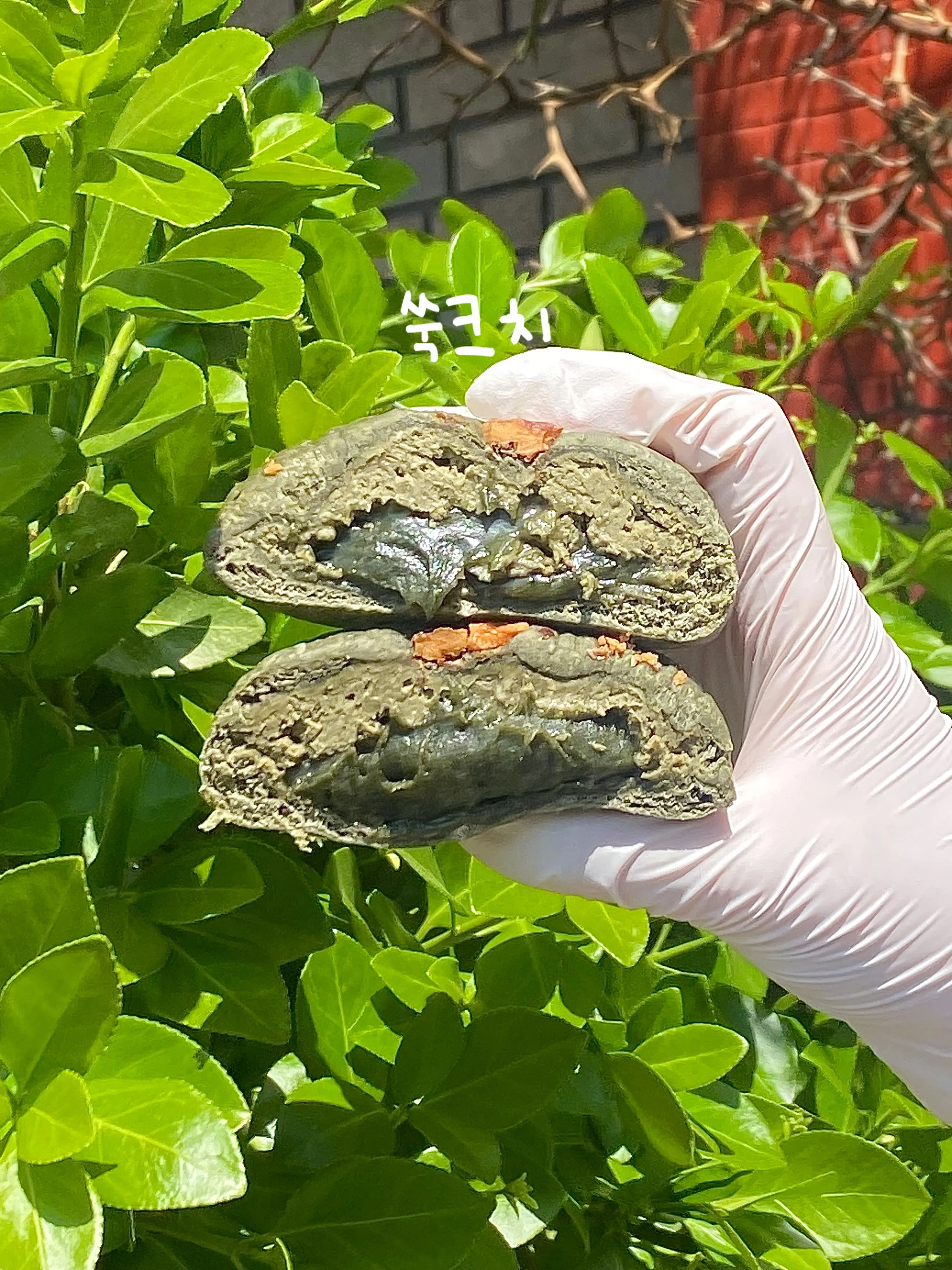 바닐라 크림 푸딩